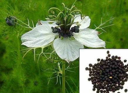 🖤 Glowing Naturally: The Skin-Loving Secret of Black Seed Oil