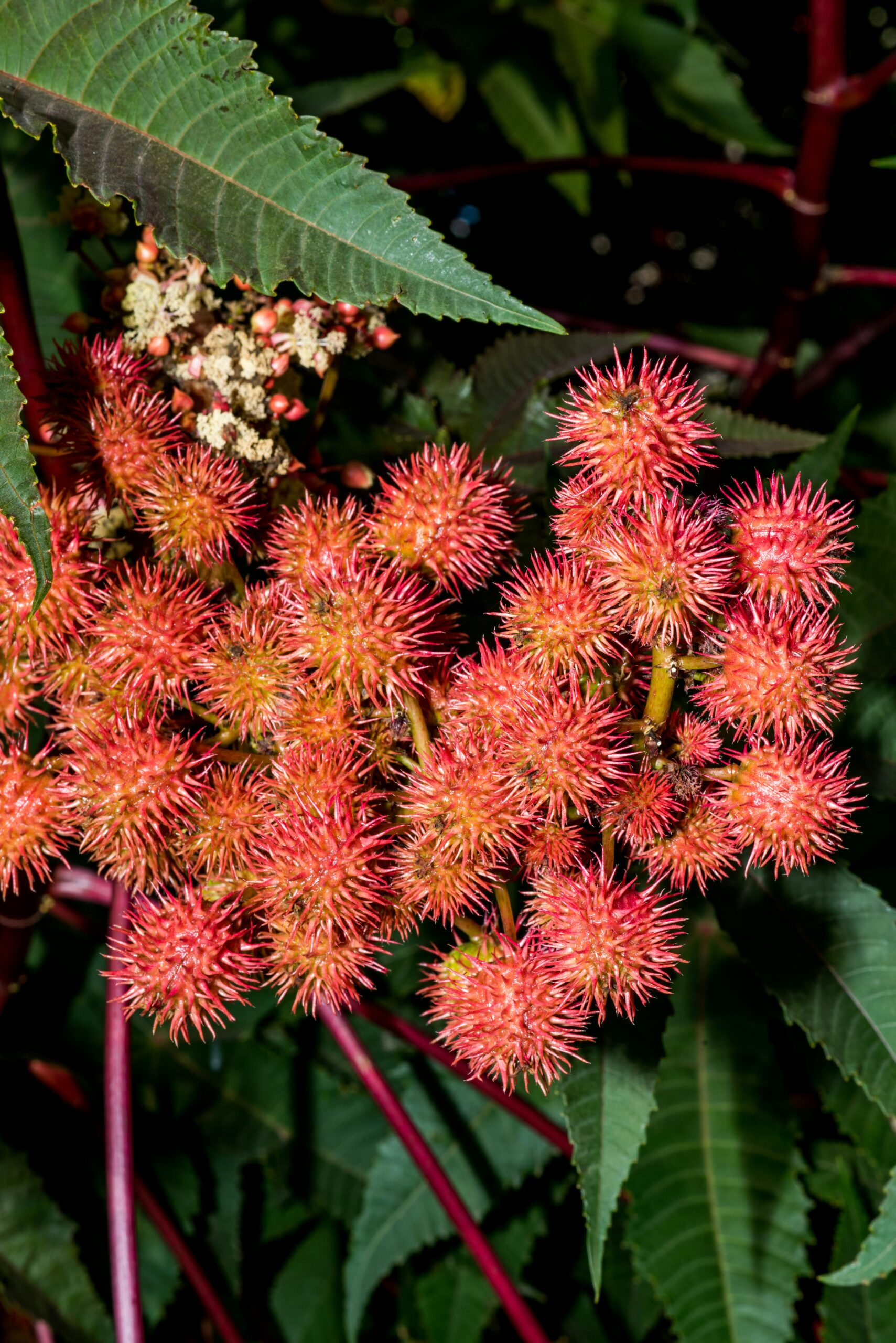 The Skincare Benefits of Castor Oil: Nature’s Timeless Gift