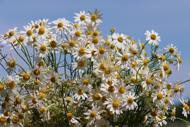 🍃 The Calming Magic of Chamomile: A Cup of Peace from Nana Anne’s Garden 🍵