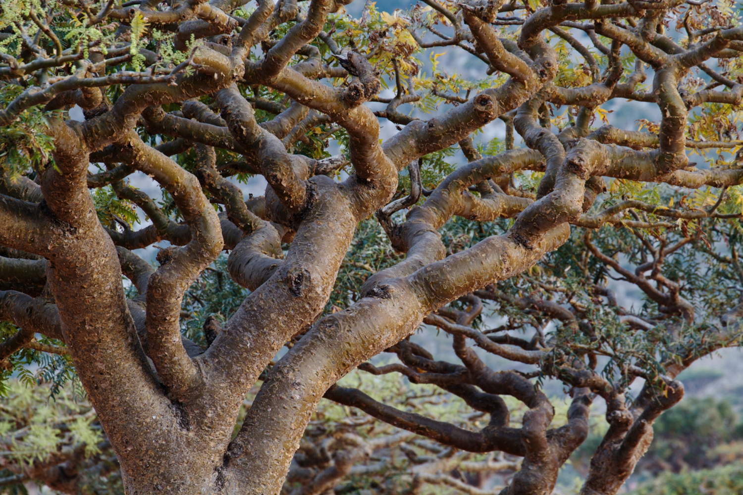 🌿 The Ancient Glow: Frankincense Oil for Radiant Skin