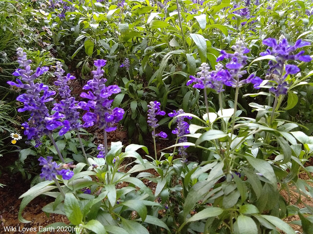 🌿How to Grow Lavender From Seed: The Secret I Wish Someone Had Told Me!