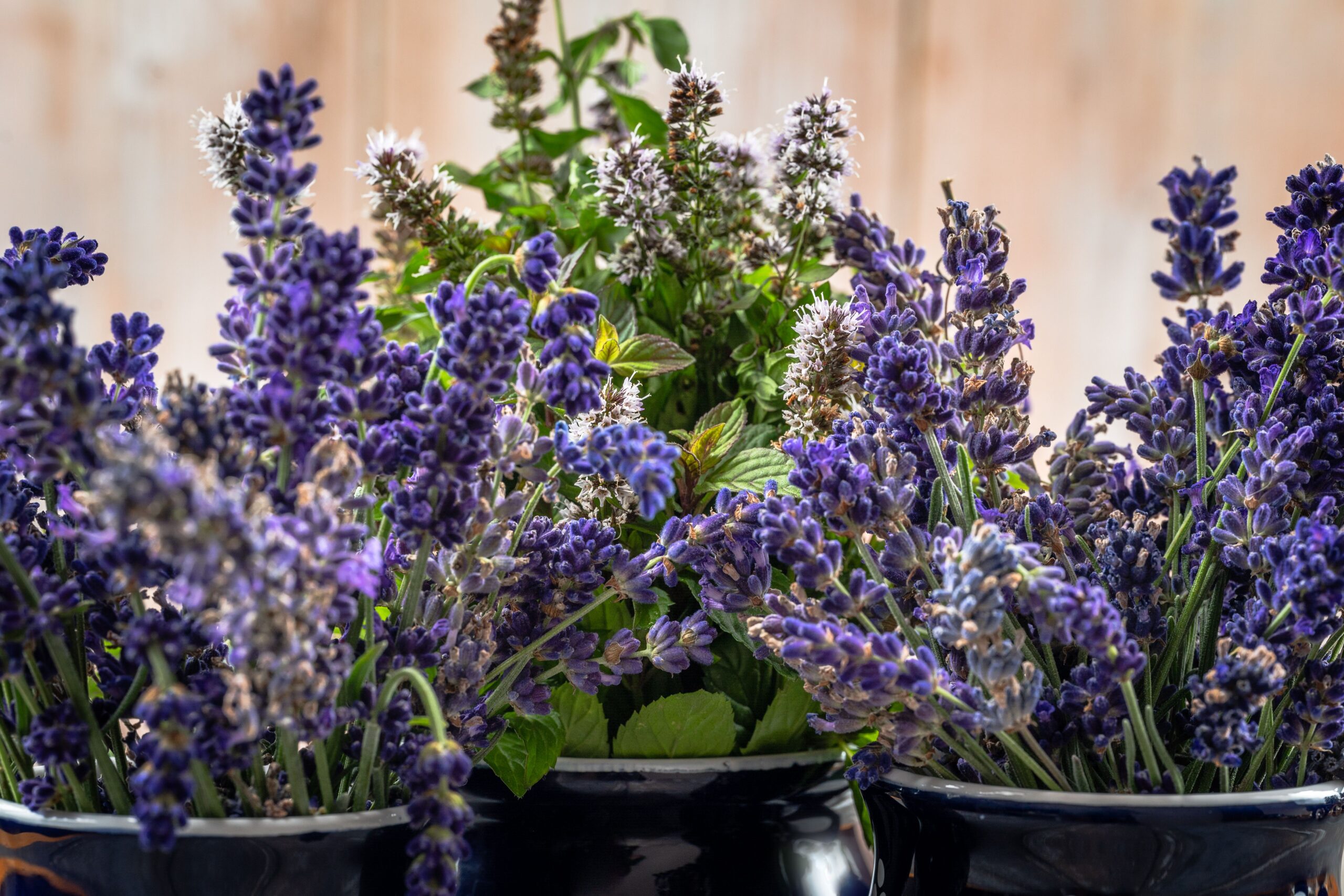 🪻 Lavender for Tea, Sleep & Around the Home